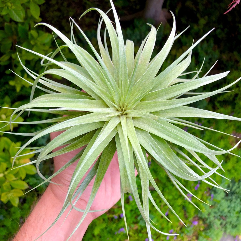 Stricta Stiff Gray Lg <br> (No Minimum)