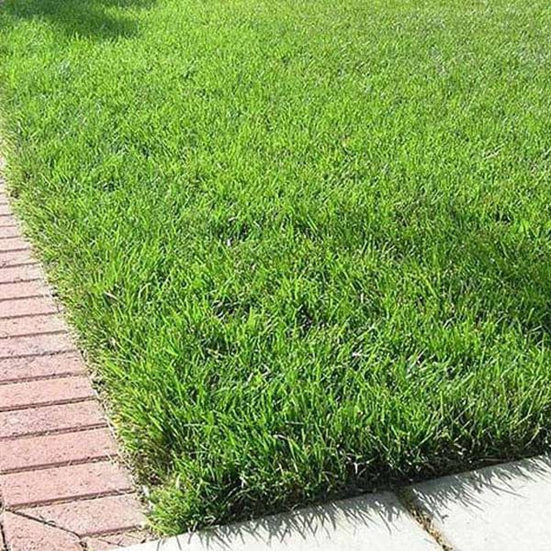 Tall Fescue Lawn Grass – 0.5 kg Seeds