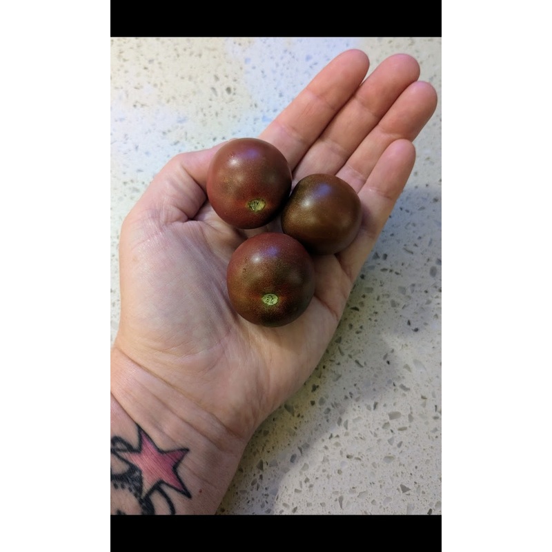 Tomato, Black Cherry Seeds