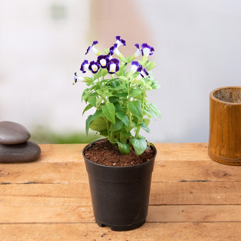 Torenia (Violet) – Plant