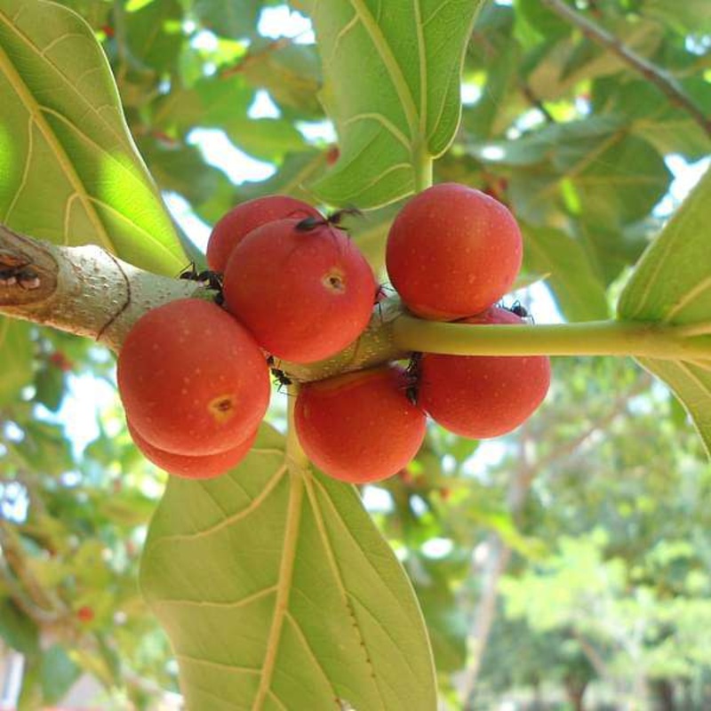 Tree of Odisha, Banyan – Plant