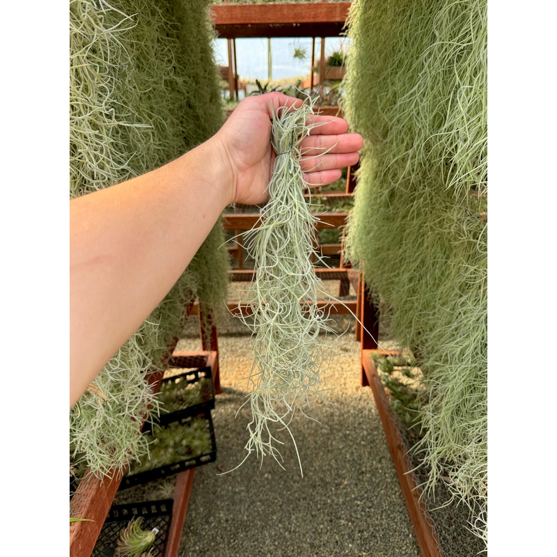 Usneoides (Spanish Moss) Gray Medium Clump <br> (Minimum Order 3) <br> SALE!!!