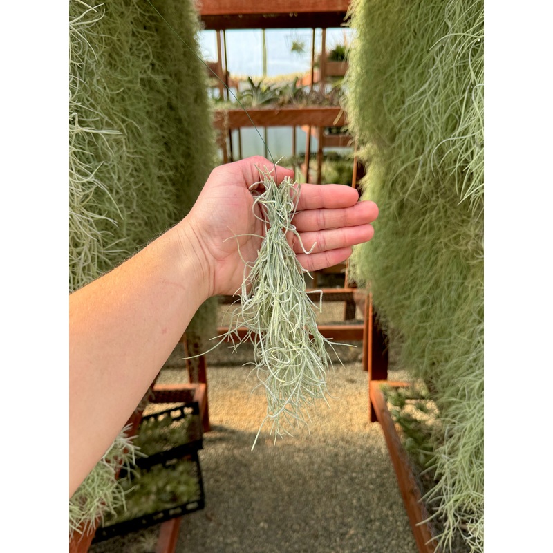 Usneoides (Spanish Moss) Gray Small Clump <br> (Minimum Order 3) <BR> SALE!!!