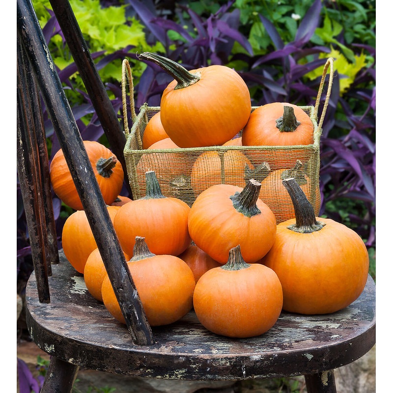 Wee B Little Pumpkin (In-Store Only)