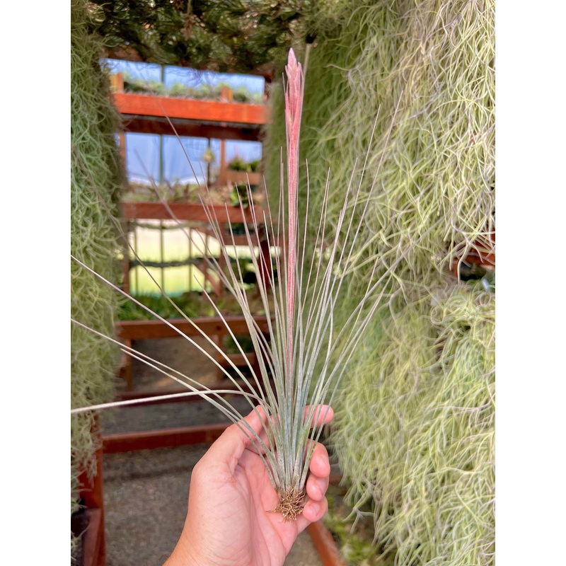 X Floridiana (Fasciculata x Bartramii) <br> (Minimum Order 5)