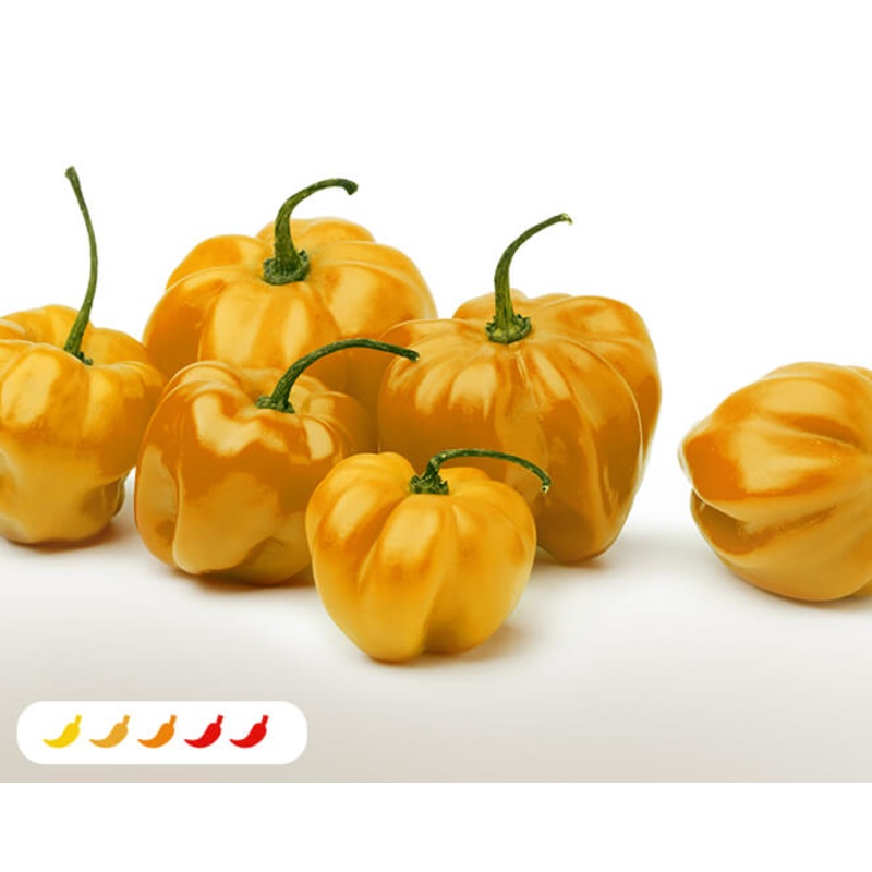 Yellow Scotch Bonnet Hot Pepper (2 Pack)