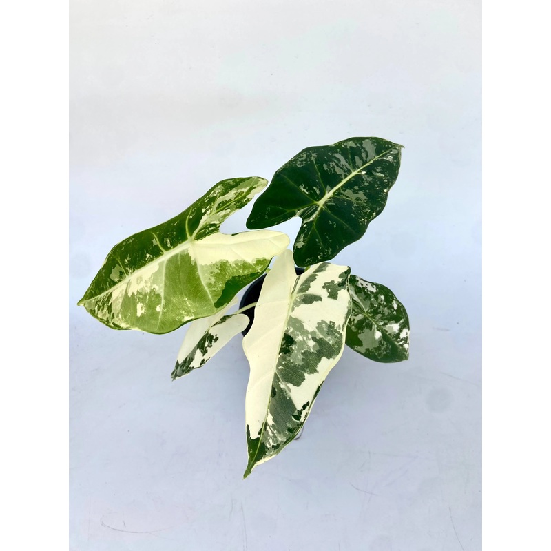 4  Alocasia ‘Frydek’ Variegated