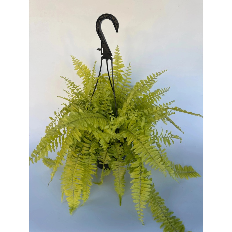 8 Rita’s Gold Fern Hanging Basket
