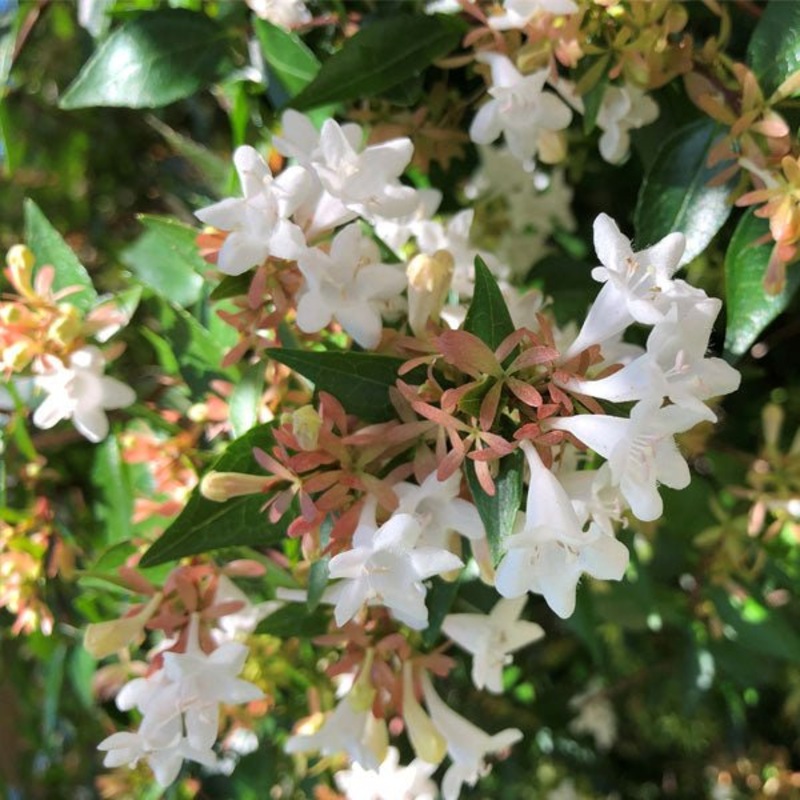 Abelia x grandiflora – Plant