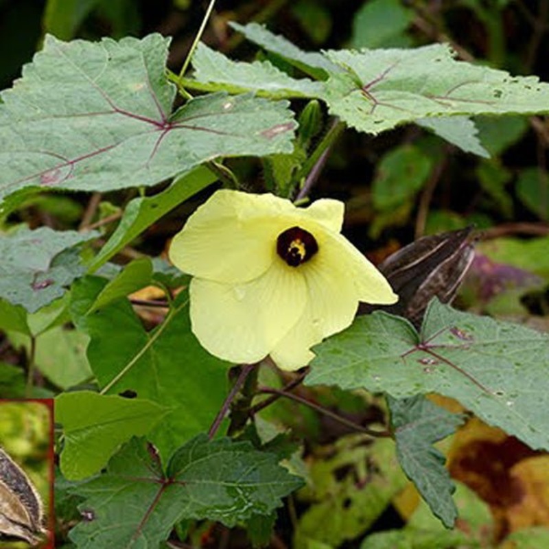 Abelmoschus moschatus – Plant