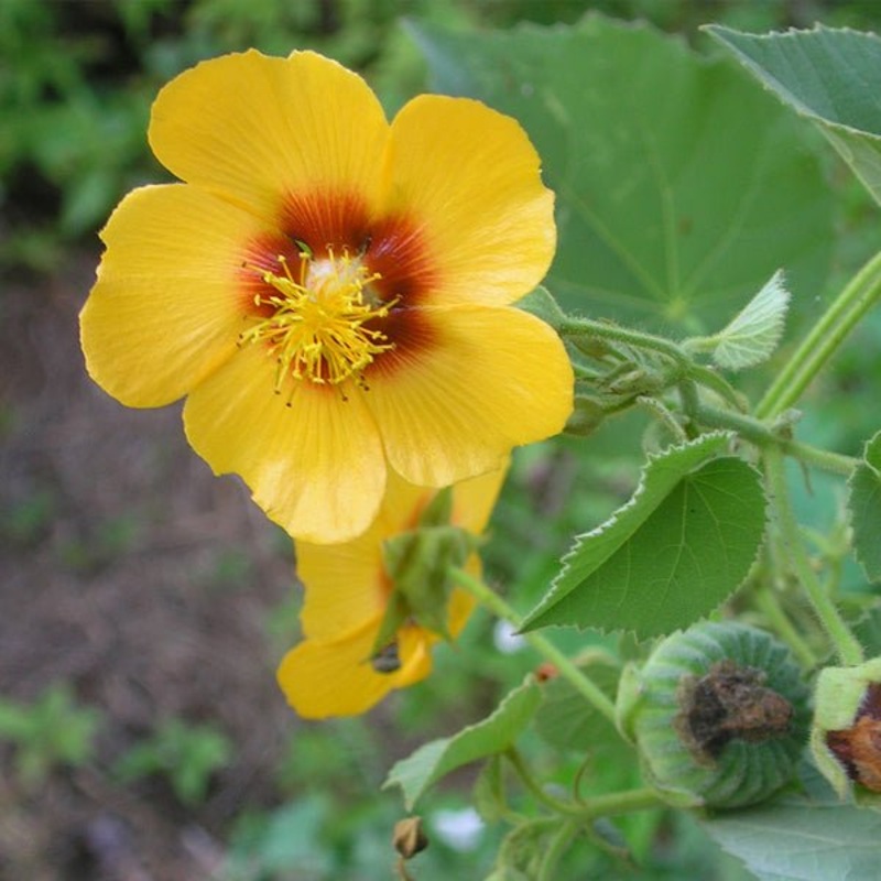 Abutilon persicum – Plant