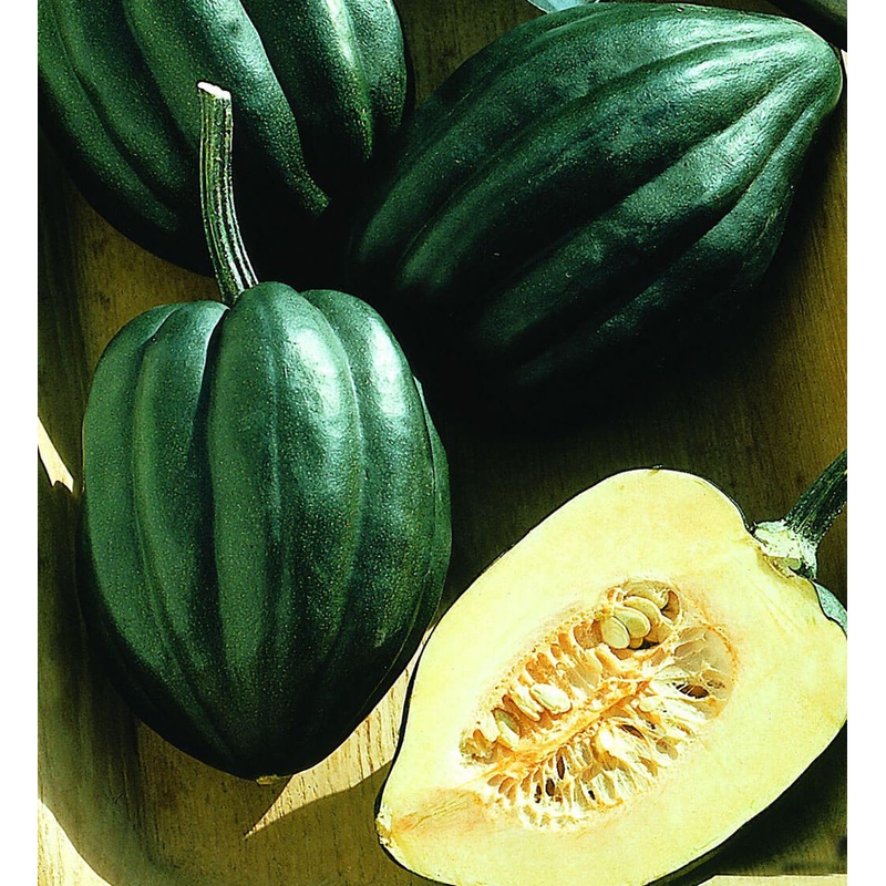 Acorn Honey Bear Squash (In Store Only)