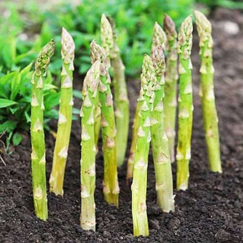 Asparagus UC-157 – Vegetable Seeds