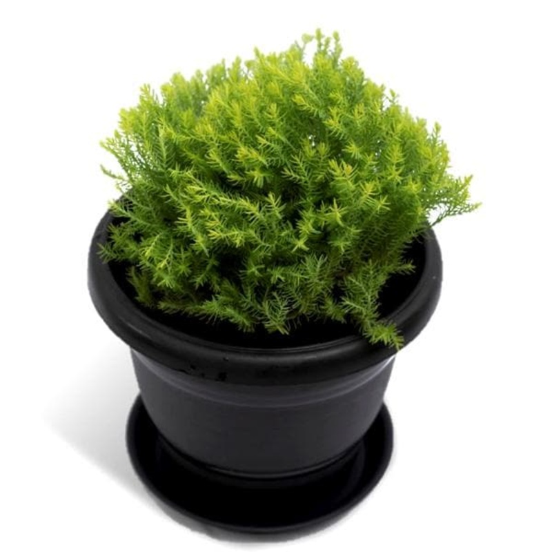 Ball Cypress – Plant