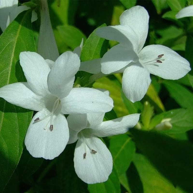 Barleria (White) – Plant