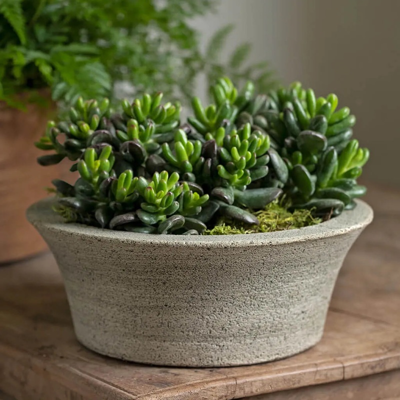 Campania Bulb Planter|Alpine Stone|Aged Limestone|Brownstone|Copper Bronze|English Lead|English Moss|Ferro Rustico Nuovo|French Limestone|Greystone|Lead Antique|Natural|Nero Nuovo|Pietra Nuova|Terra Cotta|Travertine|Verde