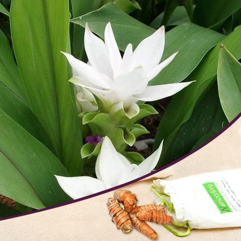 Curcuma (White) – Bulbs (set of 5)
