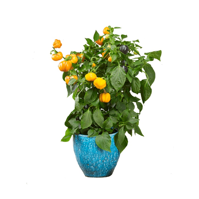 Halloween Pepper (2 Pack)