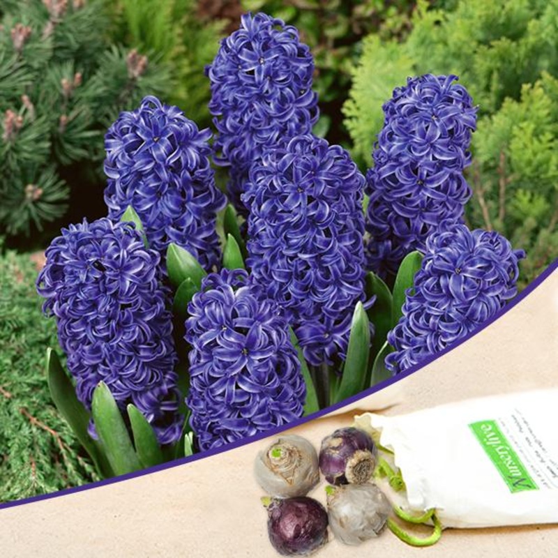 Hyacinth (Blue Pearl) – Bulbs|Set of 3|Set of 5