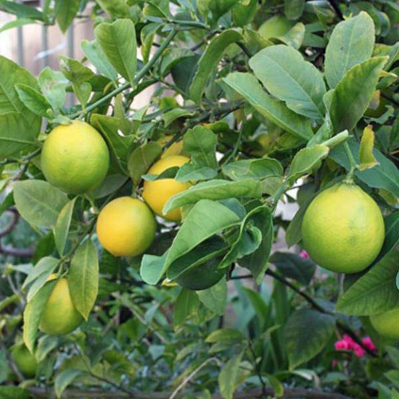 Nimboo, Lemon Tree (Seedless) – Plant