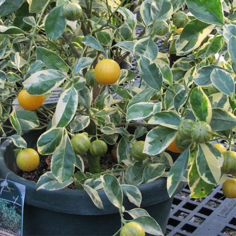 Ornamental Orange Variegated – Plant