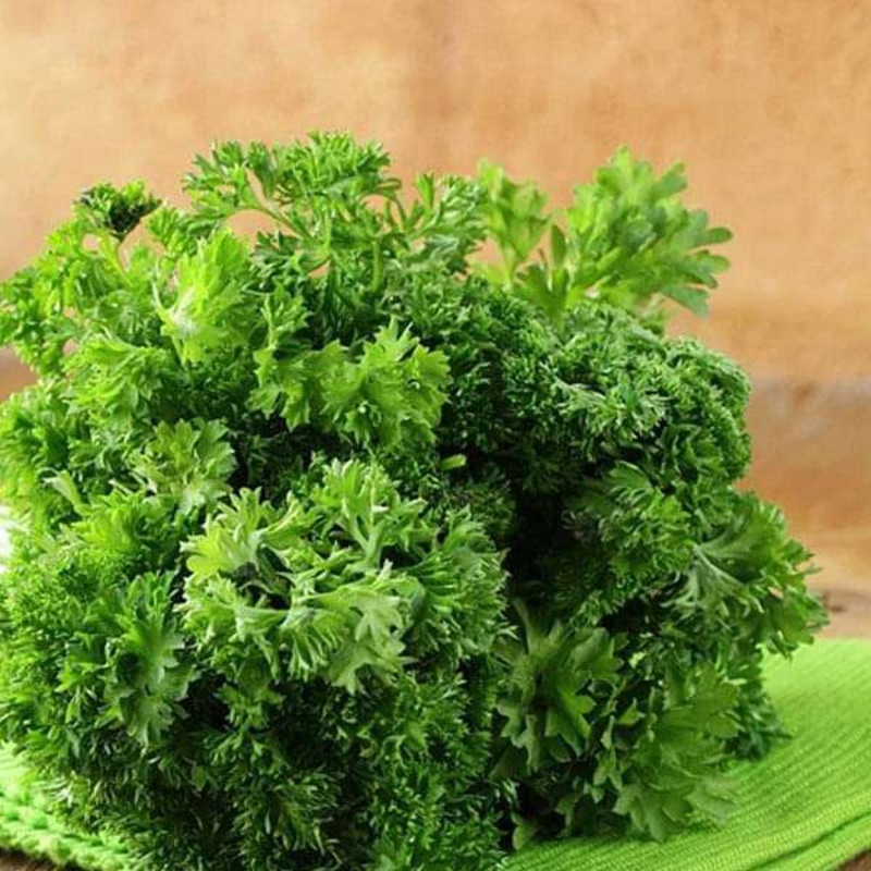 Parsley Moss Curled – Herb Seeds