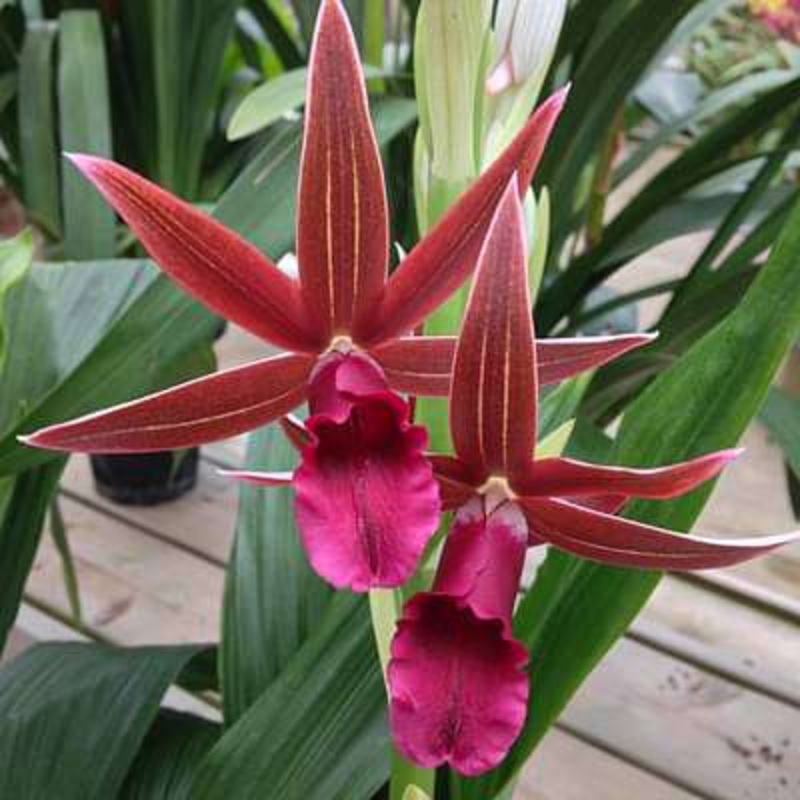 Phaius tankervilleae – Plant