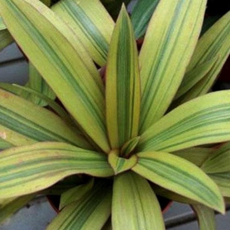 Rhoeo Plant, Rhoeo discolor Vittata – Plant