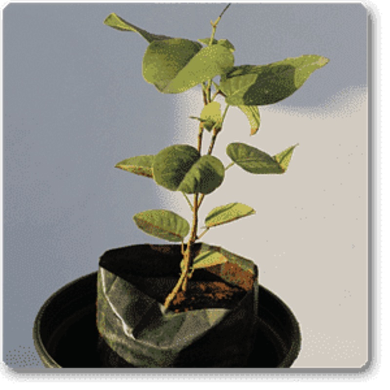 Sandal Wood Red, Tree of Ardra Nakshatra, Gemini or Mithun Rashi – Plant
