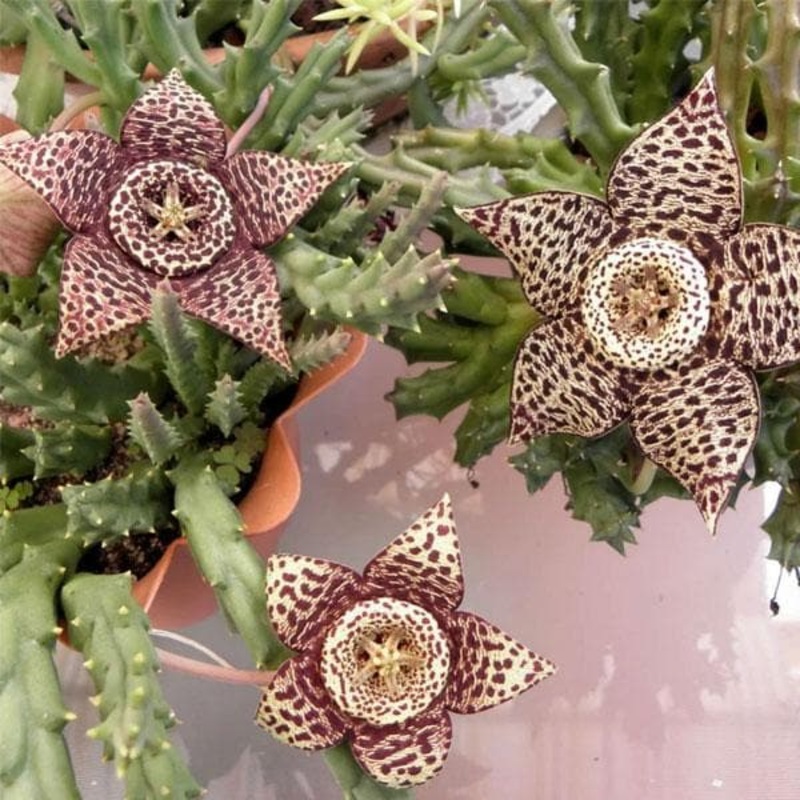 Starfish, Stapelia variegata – Succulent Plant