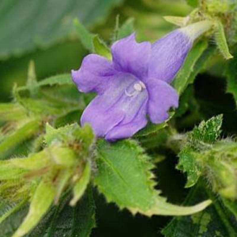 Strobilanthes glomeratus – Plant