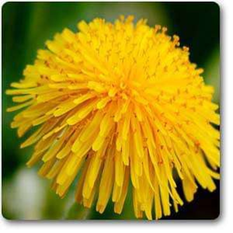 Taraxacum officinale – Plant