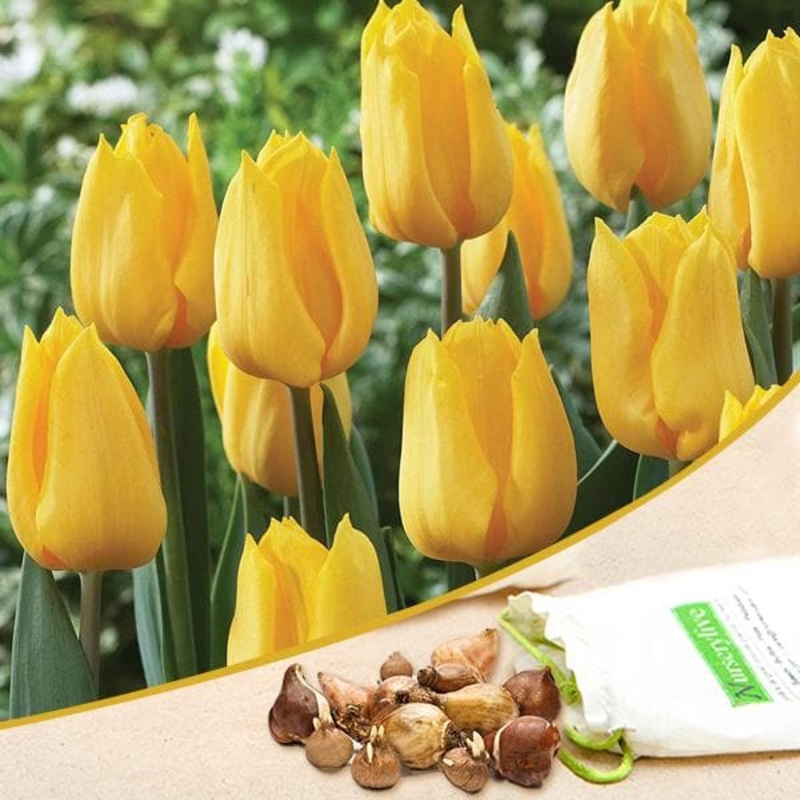 Tulip (Yellow) – Bulbs (set of 5)