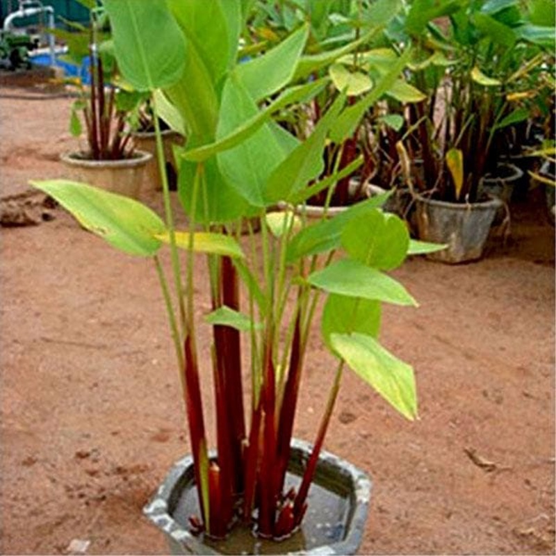 Water Canna, Thalia Dealbata – Plant