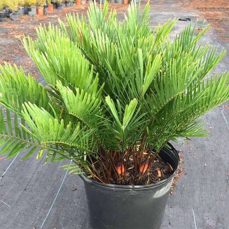 Zamia pumila – Plant