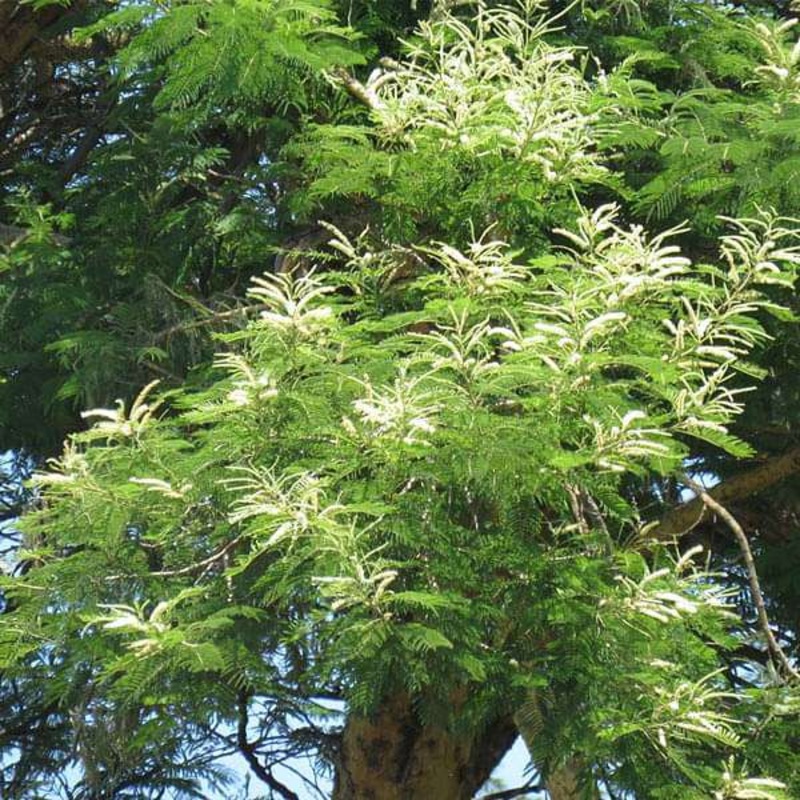 Acacia Suma, Senegalia Suma – 0.5 kg Seeds