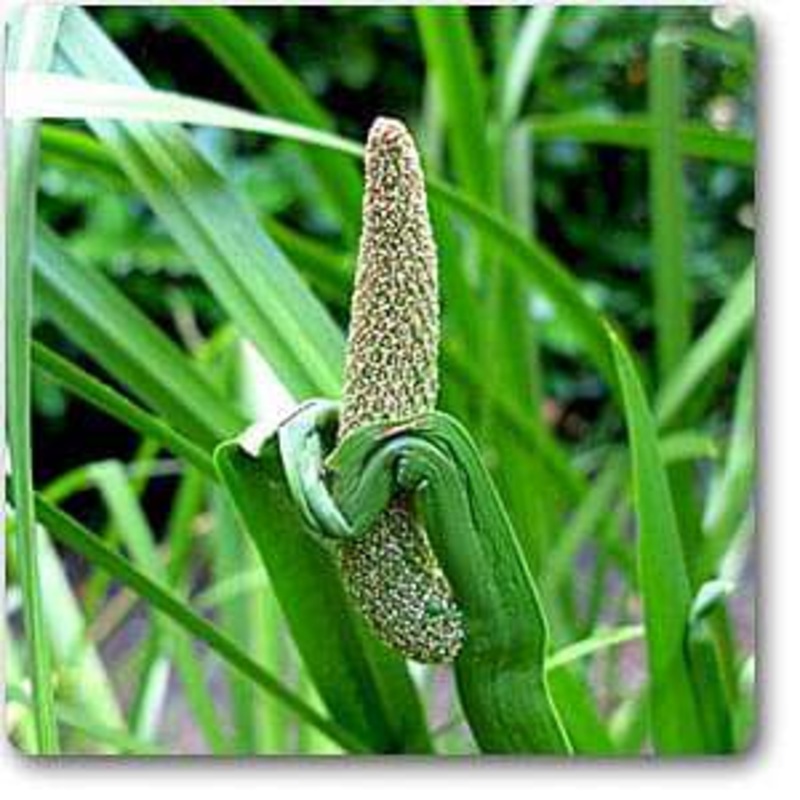 Acorus Calamus, Vekhand – 0.5 kg Seeds