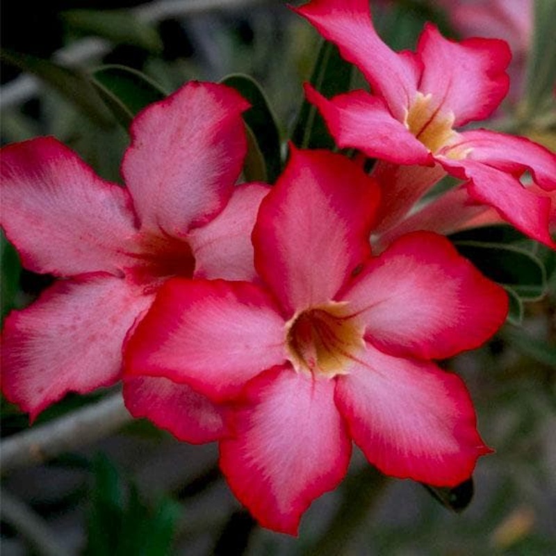Adenium Plant, Desert Rose (Pink, Double Shaded) – Plant