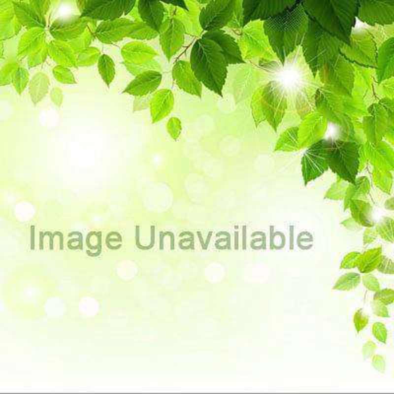 Adiantum species – Plant