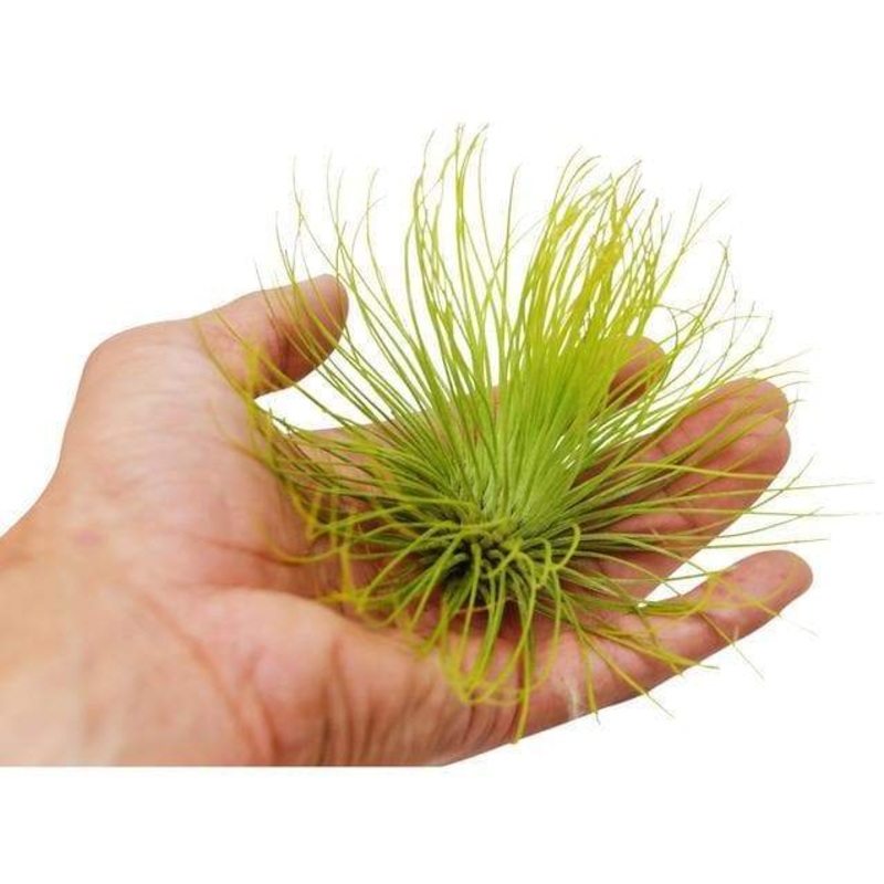 Air Plant Andreana