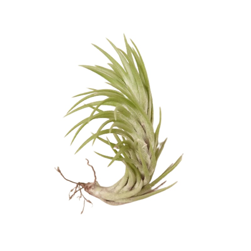 Air Plant ‘Araujei’|Pack of 1|Pack of 5|Pack of 10|Pack of 25
