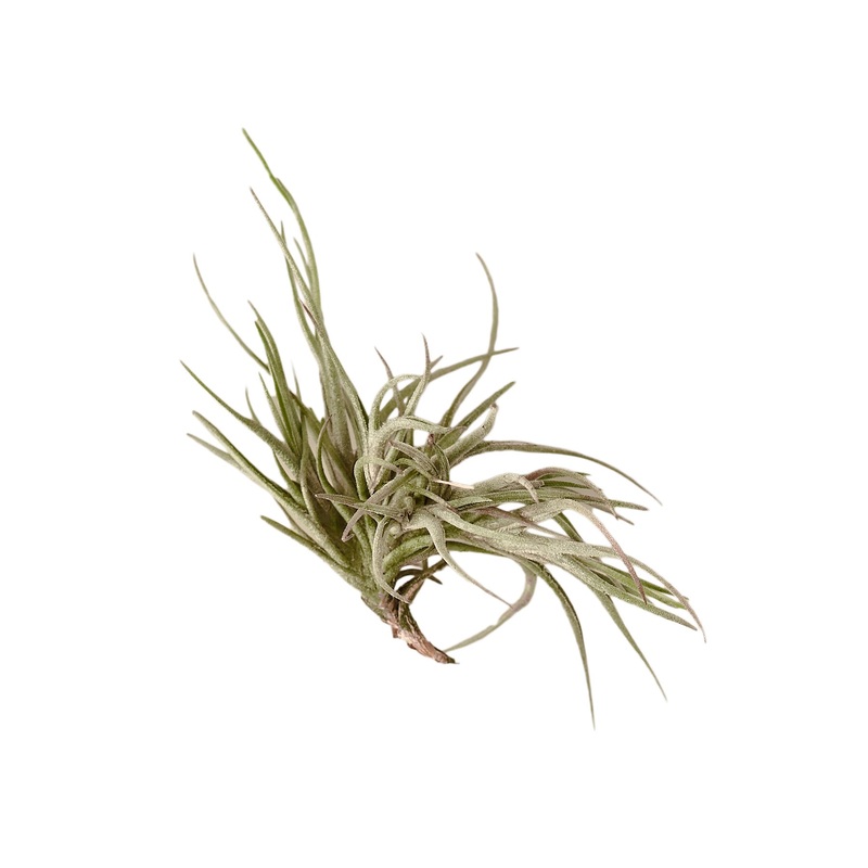 Air Plant ‘Bandensis’|1 Pack|5 Pack|10 Pack|25 Pack