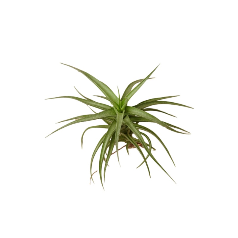 Air Plant ‘Bergeri’|1 Pack|5 Pack|10 Pack|25 Pack