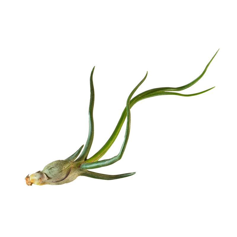 Air Plant ‘Bulbosa’|1 Pack|3 Pack|5 Pack|10 Pack|25 Pack