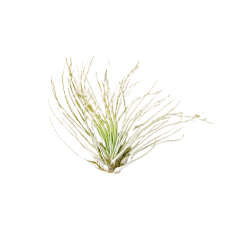 Air Plant ‘Fuchsii’|1 Pack|5 Pack|10 Pack|25 Pack|50 Pack|100 Pack