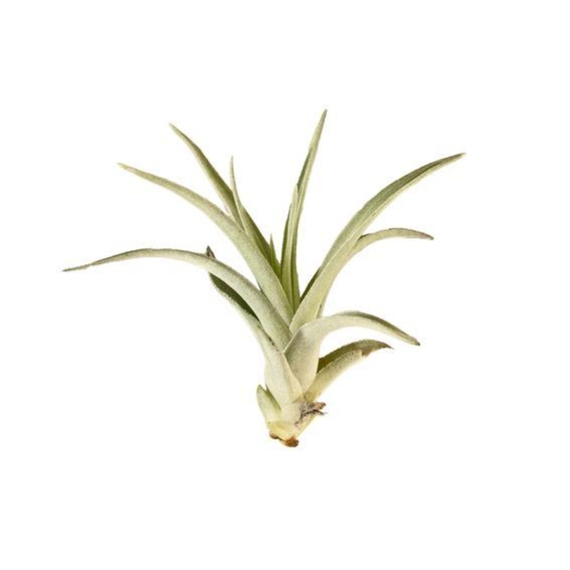 Air Plant ‘Harrisii’|1 Pack|5 Pack|10 Pack|25 Pack