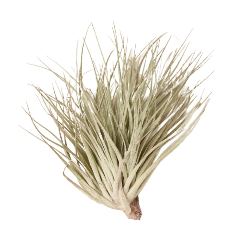 Air Plant ‘Houston Red Princess’