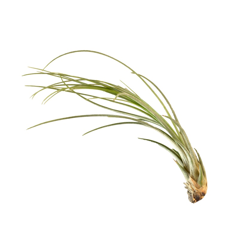 Air Plant ‘Juncea’|1 Pack|5 Pack|10 Pack|25 Pack