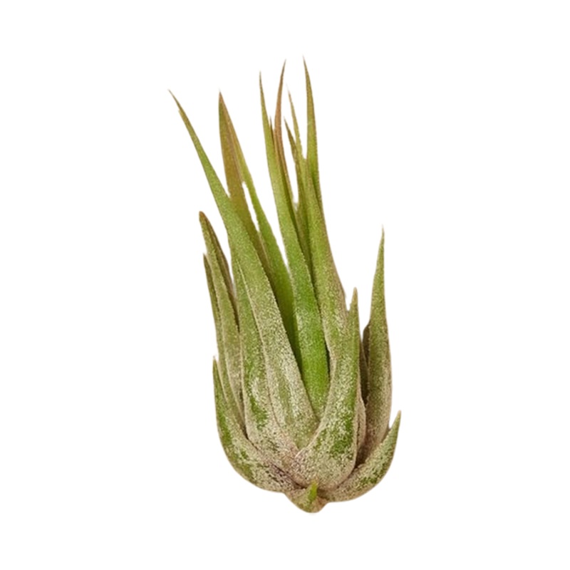 Air Plant ‘Kolby’|1 Pack|3 Pack|5 Pack|10 Pack|25 Pack|50 Pack|100 Pack