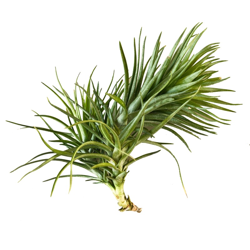 Air Plant ‘Montana’|1 Pack|5 Pack|10 Pack|25 Pack
